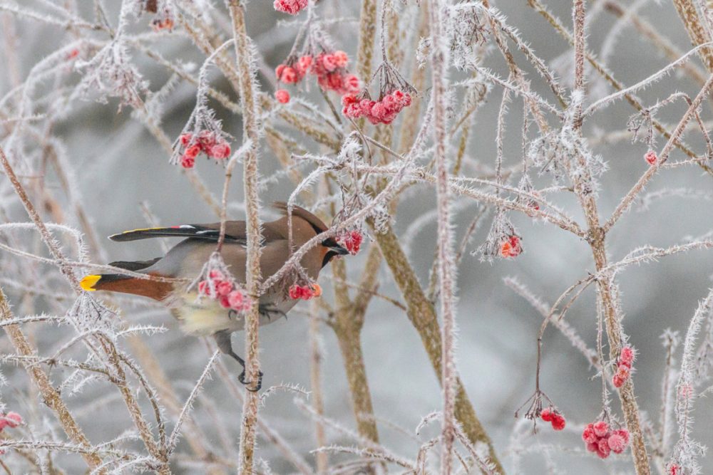 Seidenschwanz auf dem Hohen Venn (23.1.2017) - Foto: Peter Freisen