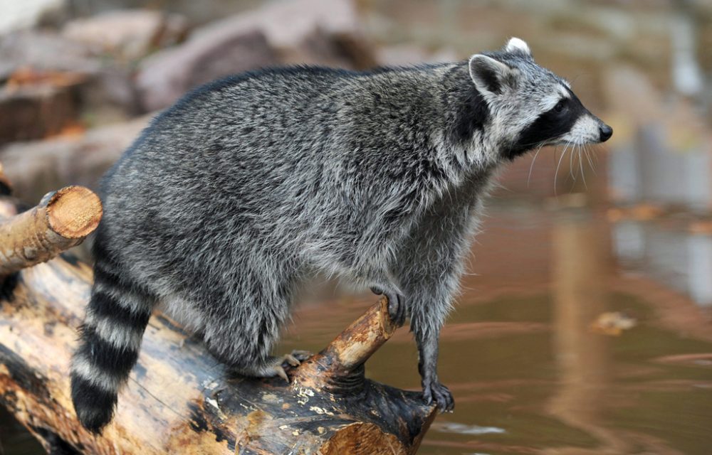 Waschbär im Tierpark