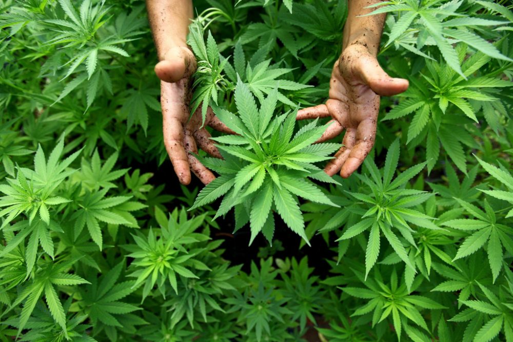 Cannabis (Illustrationsbild: Abir Sultan/EPA)