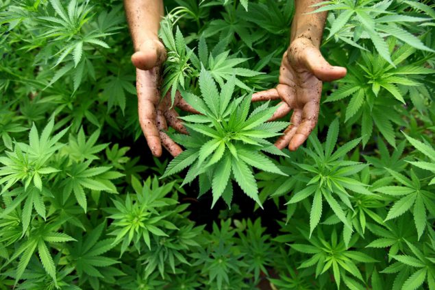 Cannabis (Illustrationsbild)