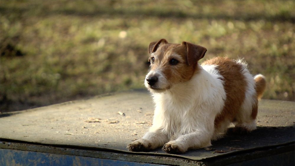 Jack Russell Haiko ist einer von 400 Vierbeinern, die in der einzigen Hunde-Model-Agentur der Wallonie aufgeführt sind