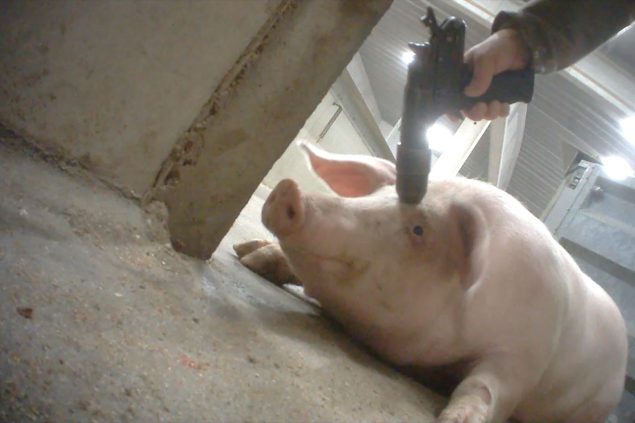 Schreckliche Zustände am Schlachthof Tielt hat Animal Rights gefilmt