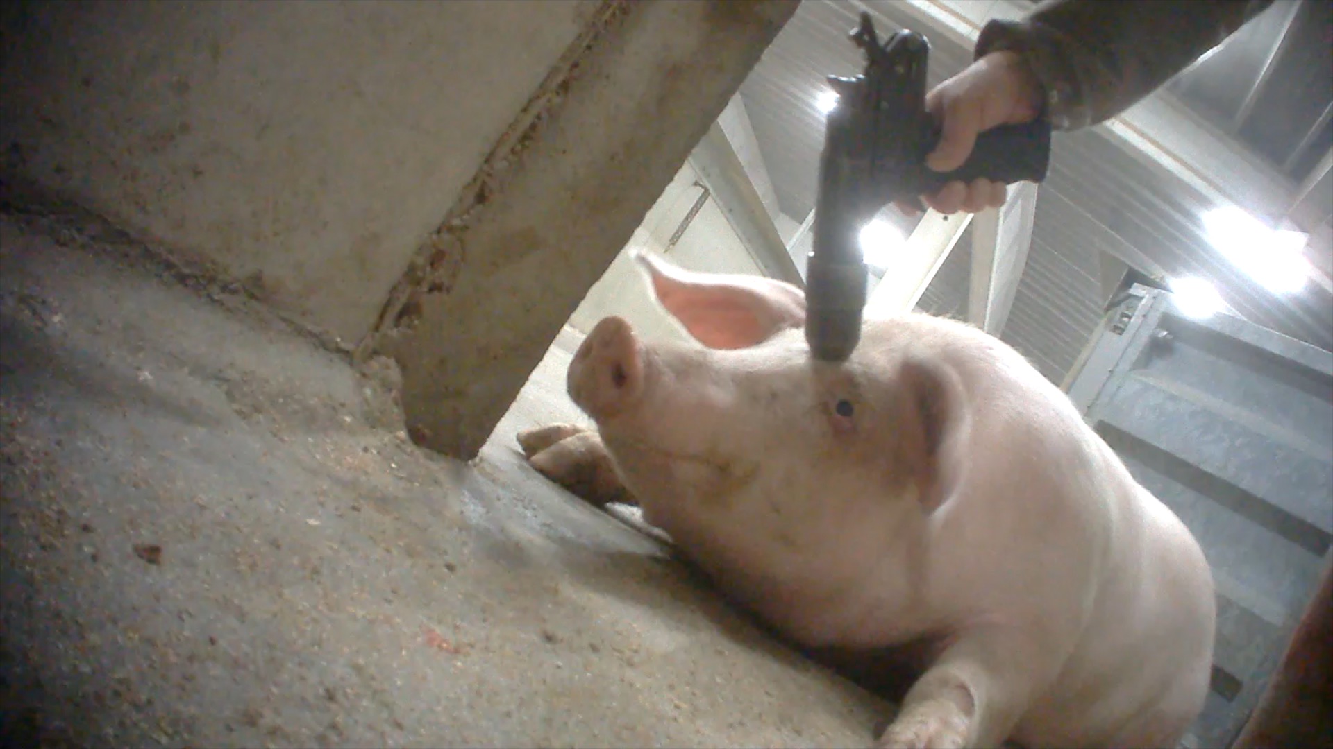 Schreckliche Zustände am Schlachthof Tielt hat Animal Rights gefilmt