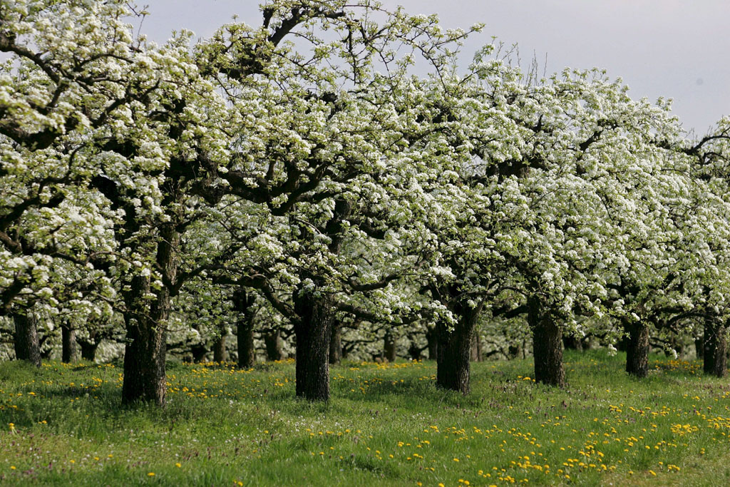 Birnenbäume