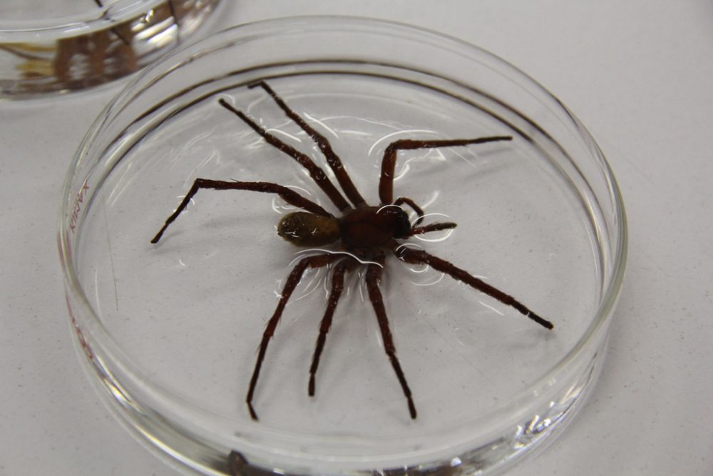 Die Wanderspinne "Califorctenus cacachilensis"