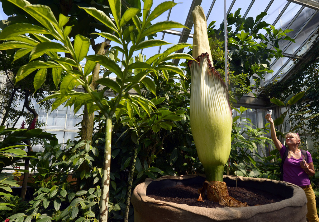 Titanenwurz im Botanischen Garten in Meise