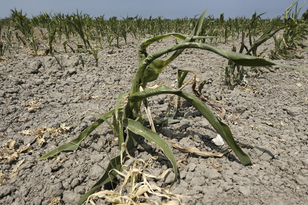 Die anhaltende Trockenheit macht vor allem den Landwirten zu schaffen: Sie beklagen den schlechtesten Ertrag seit 25 Jahren