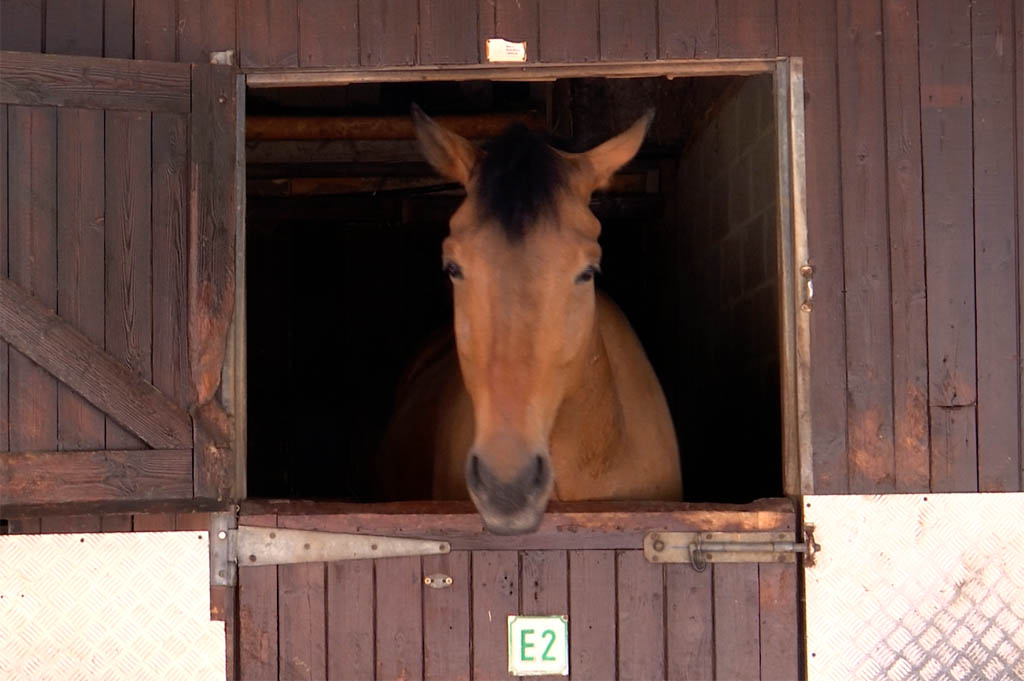 Spanische Pferde in Herve