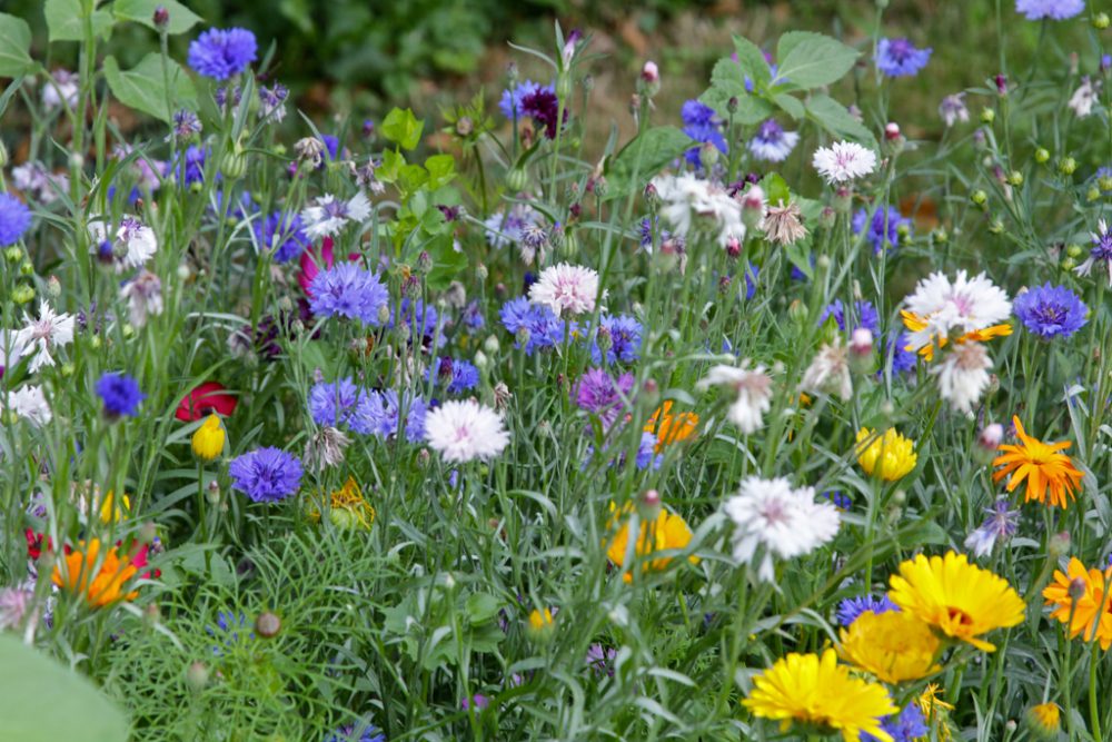 Gemeinschaftsgarten in Eupen