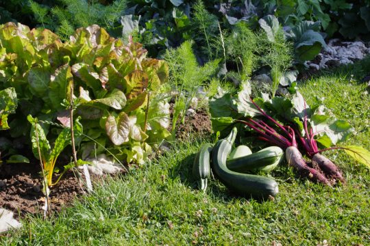 Gemeinschaftsgarten in Eupen