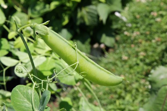 Gemeinschaftsgarten in Eupen