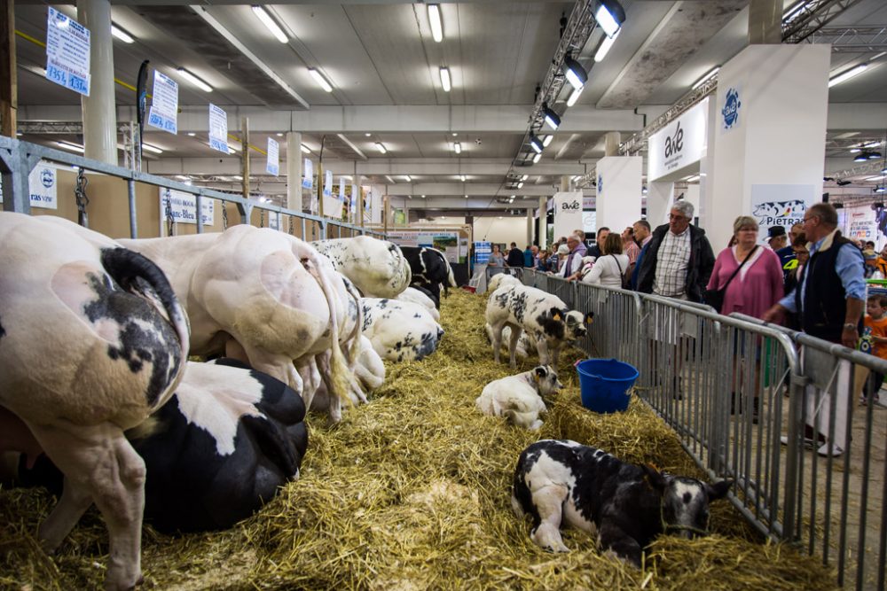 Landwirtschaftsmesse von Libramont 2017