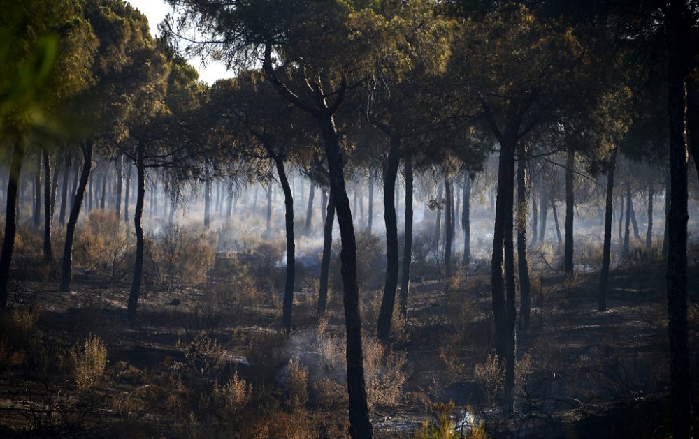 Waldbrand