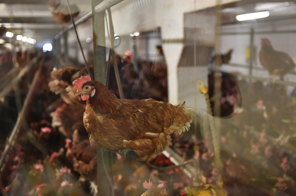 Hühnerbetrieb in Rumänien