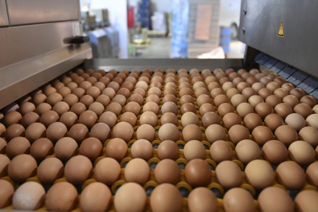 Eier-Produktion in Rumänien