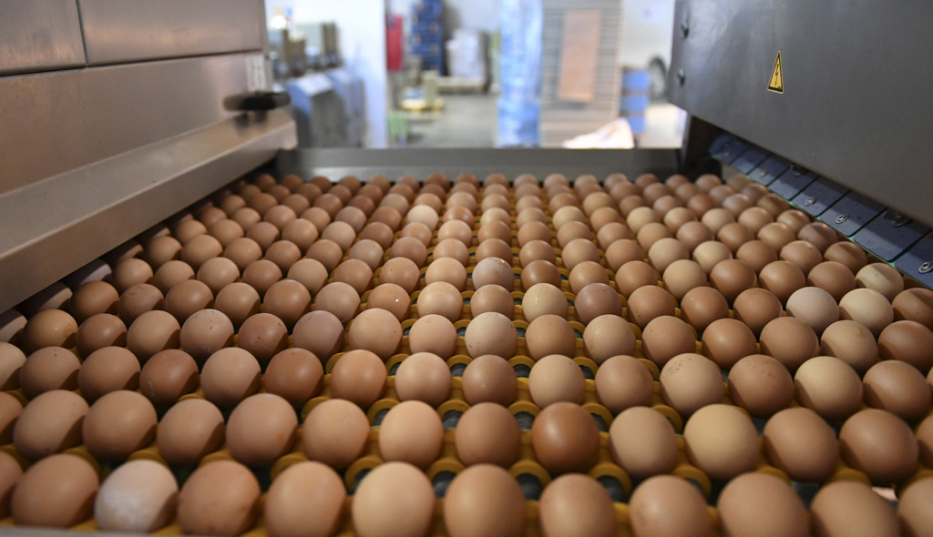 Eier-Produktion in Rumänien