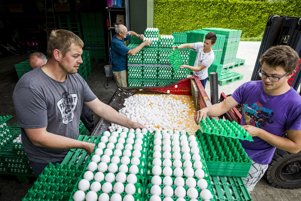 Erhöhte Fipronil-Konzentration: Auf einem Hof in Onstwedde (NL) werden Eier entsorgt