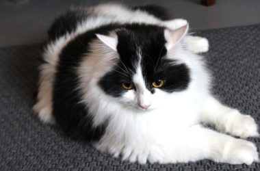 Im Katzencafé "Milou" in Aachen