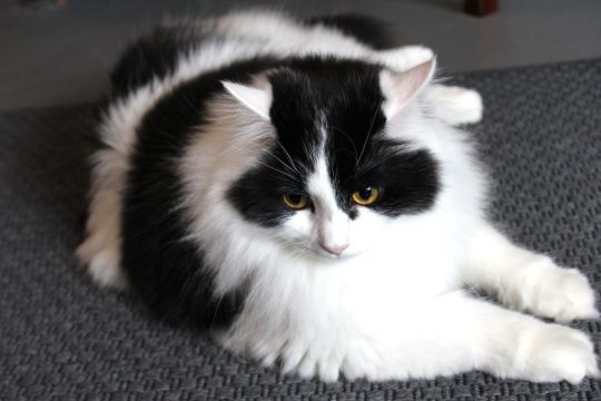 Schwarz-weiße Katze liegt auf dem Boden