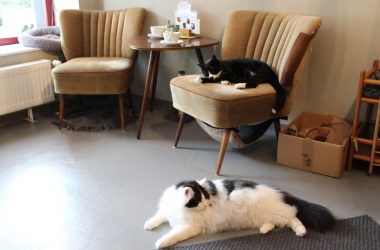 Im Katzencafé "Milou" in Aachen