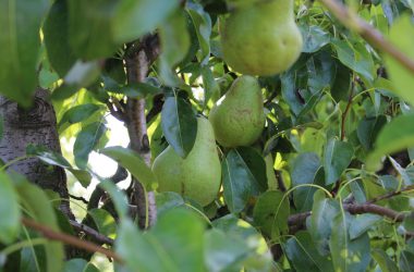 Apfel- und Birnenernte in Welkenraedt