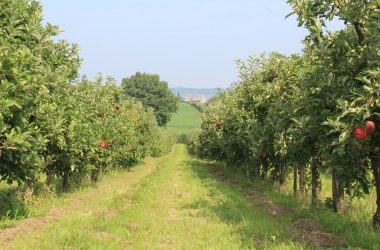 Apfel- und Birnenernte in Welkenraedt