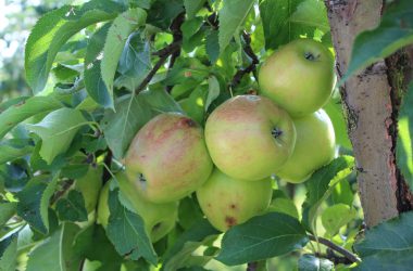 Apfel- und Birnenernte in Welkenraedt