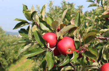 Apfel- und Birnenernte in Welkenraedt