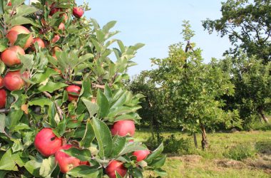 Apfel- und Birnenernte in Welkenraedt