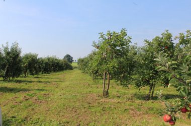 Apfel- und Birnenernte in Welkenraedt