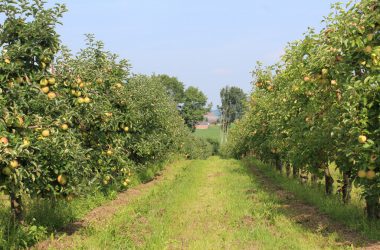 Apfel- und Birnenernte in Welkenraedt