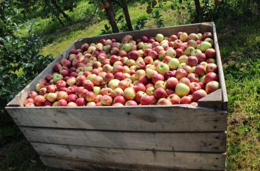 Apfel- und Birnenernte in Welkenraedt