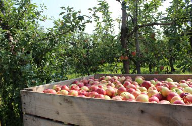 Apfel- und Birnenernte in Welkenraedt