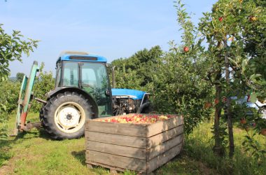 Apfel- und Birnenernte in Welkenraedt