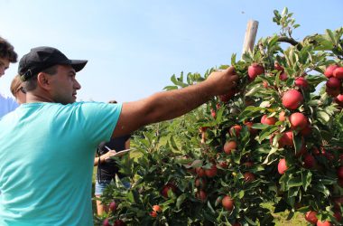 Apfel- und Birnenernte in Welkenraedt