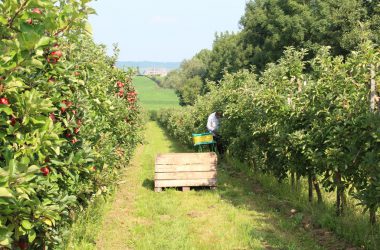 Apfel- und Birnenernte in Welkenraedt