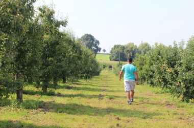 Apfel- und Birnenernte in Welkenraedt