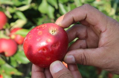 Apfel- und Birnenernte in Welkenraedt