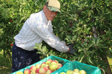 Apfel- und Birnenernte in Welkenraedt