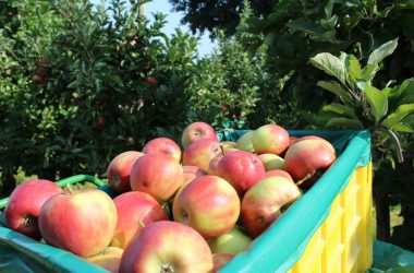 Apfel- und Birnenernte in Welkenraedt