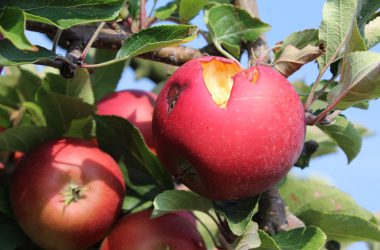 Apfel- und Birnenernte in Welkenraedt