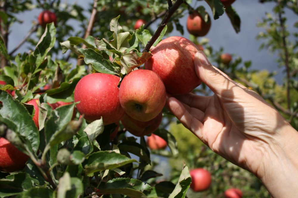 Äpfel am Obstbaum