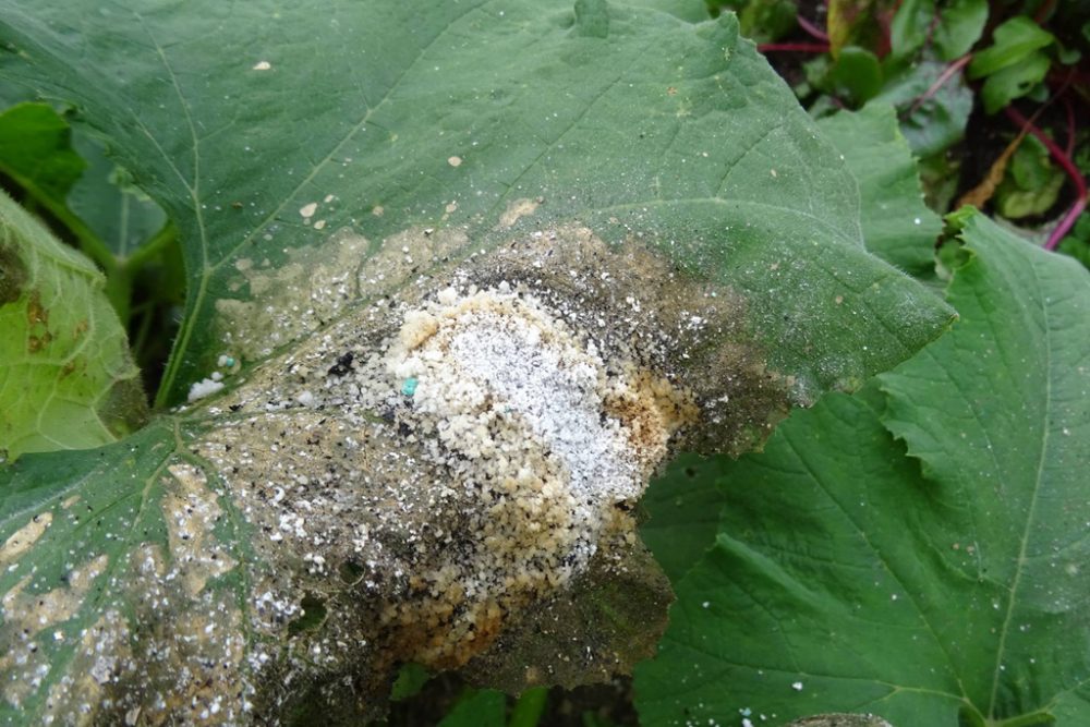 Der Bio-Gemüsegarten von Jango Potager wurde von Vandalen zerstört