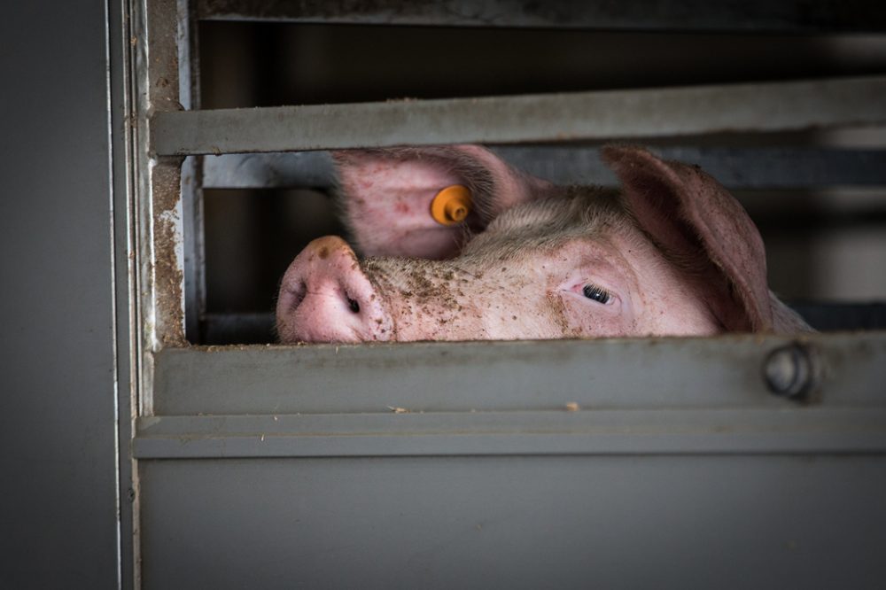 Schwein in dem umstrittenen Schlachthof in Tielt