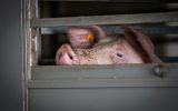 Schwein in dem umstrittenen Schlachthof in Tielt