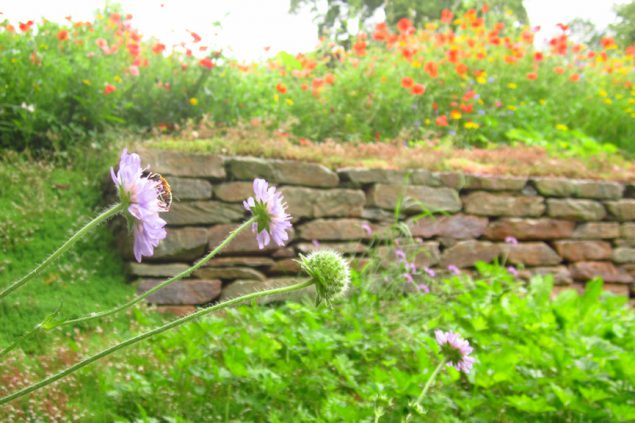 Trockenmauer in Auel (Bild: Gemeindeverwaltung Burg Reuland)