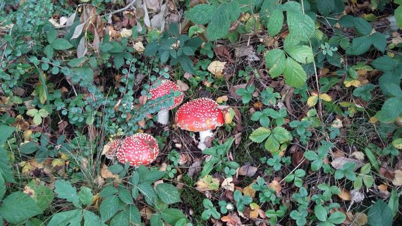 Pilze (Bild: Chantal Delhez/BRF)