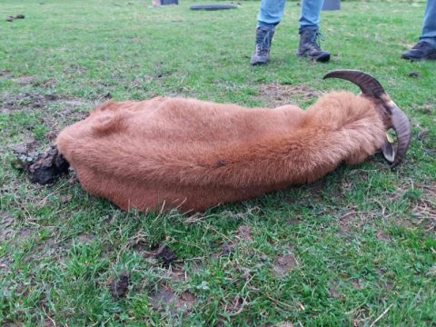 Verendete Tiere in Eynatten