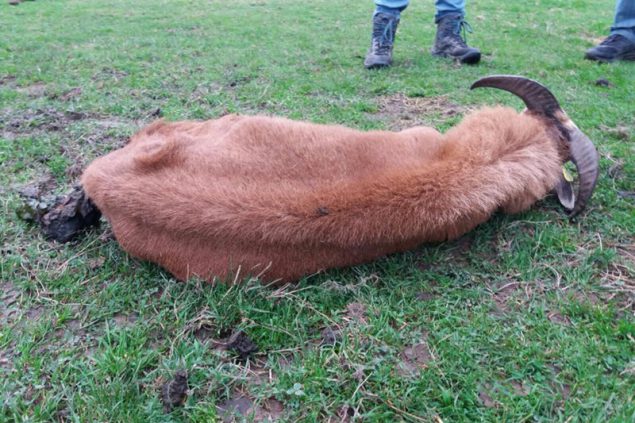 Verendete Tiere in Eynatten