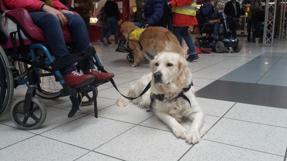 Treue Begleiter: Assistenzhunde unterstützen behinderte Menschen (Bild: Michaela Brück/BRF)